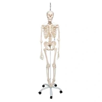 Image of 3B Scientific Human Anatomy Skeleton Model Frank Functional and Physiological, On Hanging Stand A15/3S + free App Smart