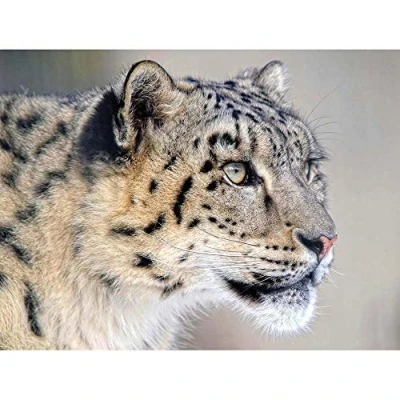 Image of Wee Blue Coo Snow Leopard Face Close Up Big Cat Art Print Poster Wall Decor 12X16 Inch