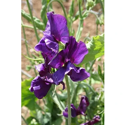 Image of Approx 10 Seeds of Flower Sweet Pea Pluto