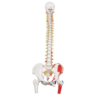Image of 3B Scientific Classic Flexible Spine with Femur Heads and Painted Muscles + free Anatomy App Smart A58/3