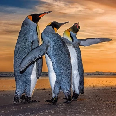 Image of Wildlife Photographer of the Year Three Kings Blank Greeting Card with Envelope