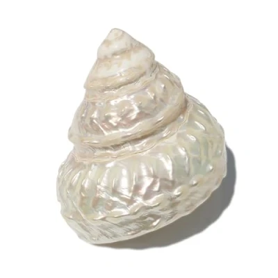 Image of PXAMORTEL large Natural Sea Shells, Conch Ocean Pearl Cone 6 11 Cm Seashells Perfect for Wedding Decor Beach Theme Party, Shell Collectors(11cm)