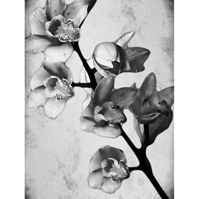 Image of Wee Blue Coo Nature Flower Plant Orchid Black White Large Art Print Poster Wall Decor 18x24 inch