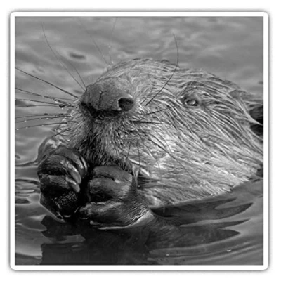 Image of 2 x 10cm Square Vinyl Stickers Wild Eurasian Beaver Swimming Decals 36485
