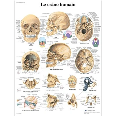 Image of 3B Scientific VR2131UU Anatomical Chart &quot;Le Crâne Humain&quot;, Paper Version