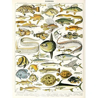 Image of Artery8 Millot Encyclopedia Page Variety Sea Fish Art Print Canvas Premium Wall Decor Poster Mural