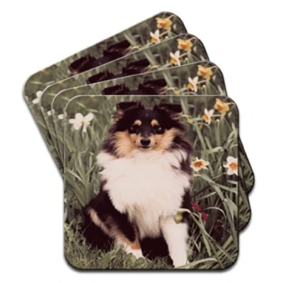 Image of Shetland Sheepdog In Field Set Of 4 Coasters