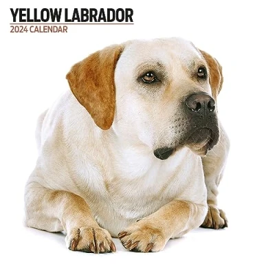 Image of Labrador Yellow Modern 2024 Calendar