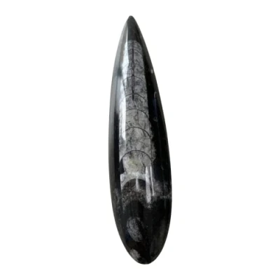 Image of VIE Orthoceras Letter Openers, 13 18cm