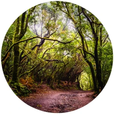 Image of tickit 73562 Forest Discovery Play Mat Sensory Toy Exploration