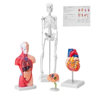 Image of VEVOR Human Anatomy Models Bundle Set, Brain, Torso Body, Heart, Skeleton Model Set of 4, Hands on 3D Study Tools Teaching for Physiology Students or as Educational Kit Kids
