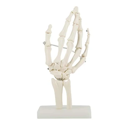 Image of Hand Skeleton Model Medical Anatomical Life size Human Joint Study