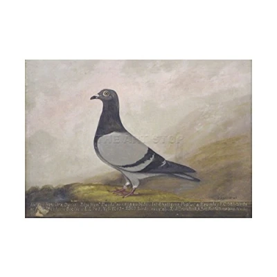 Image of Wee Blue Coo Painting Animal Pigeon Dove Bird Art Wood Frame Picture Poster Gift F12X653