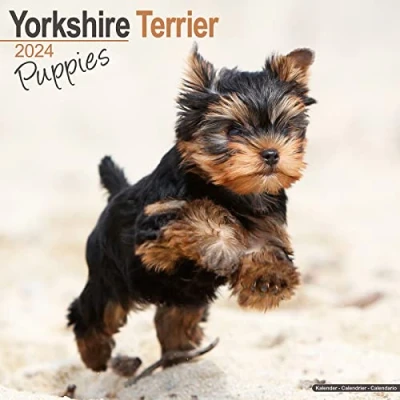 Image of Yorkshire Terrier Puppies Calendar 2024 Square Dog Puppy Breed Wall 16 Month