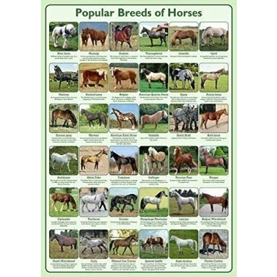 Image of Inga Popular Breeds Of Horses Wall Art Chart Poster Paper Home Decor Metal Sign 8x12 inches