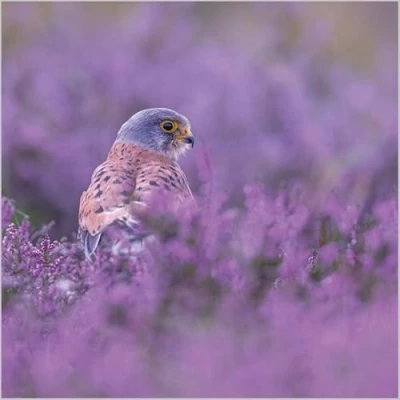 Image of Abacus Cards Birthday/Blank Card for Men/Women General Male/Female Common Kestrel in Heather Eco Friendly and Recyclable