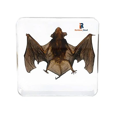 Image of Real Bat Animal Taxidermy Skeleton Embedded Specimen Science Classroom Teacher Education (Bat Taxidermy)