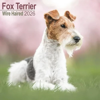 Image of Wire Haired Fox Terrier Calendar 2026