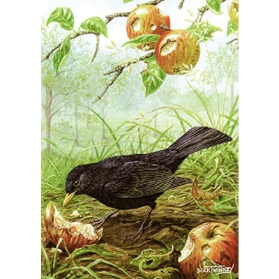 Image of Bird greeting card. Blackbird and Windfalls by Dick Twinney