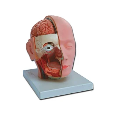Image of Gima Anatomical Model of Human Head Dissection, Modular in 4 Parts, Magnification 1X