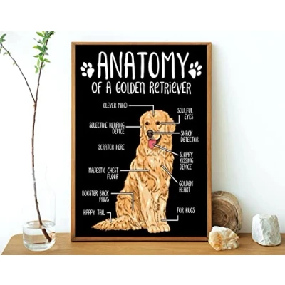 Image of Bioprocess Anatomy of A Golden Retriever Knowledge L Gift Decor Metal Sign Tin Poster Wall Art 8X12 Inches