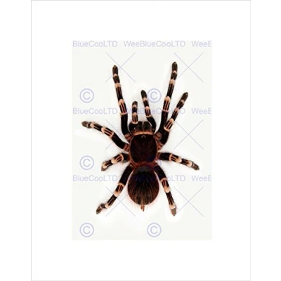Image of Wee Blue Coo REDKNEE TARANTULA SPIDER ARACHNID BLACK FRAME FRAMED ART PRINT PICTURE B12X9207