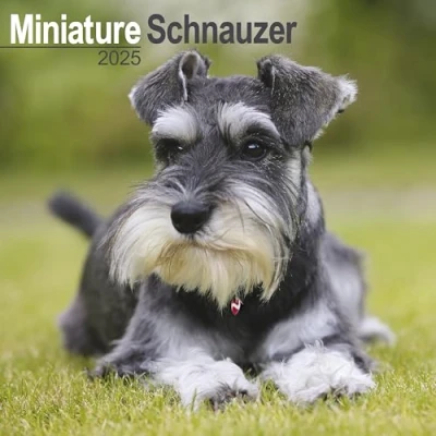Image of Baker and Bray Miniature Schnauzer Calendar 2025, Large Square Wall Calendar, 16 Month, Gift Dog Calendar.