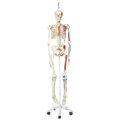 Image of 3B Scientific Human Anatomy Skeleton Model Max with Painted Muscle Origins and Inserts, on Hanging Stand A11/1 Free App Smart