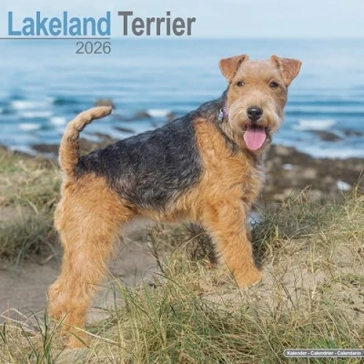 Image of Lakeland Terrier Calendar 2026