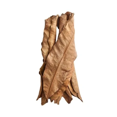 Image of Swell Dried Mango Leaves 10 Pack Aquarium &amp; Reptile Decoration