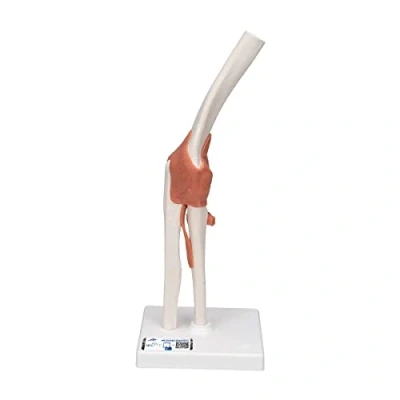 Image of 3B Scientific A83 Functional Elbow Joint + free Anatomy App Smart