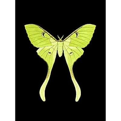 Image of Wee Blue Coo Green Luna Moth Unframed Art Print Poster Wall Decor 12x16 inch