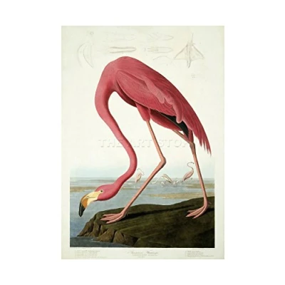 Image of Wee Blue Coo Painting Nature Audubon American Flamingo Picture Wall Art Print