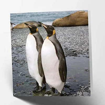 Image of Maturi Penguin Couple Photographic Blank Birthday Greetings Card, 15.5 x cm