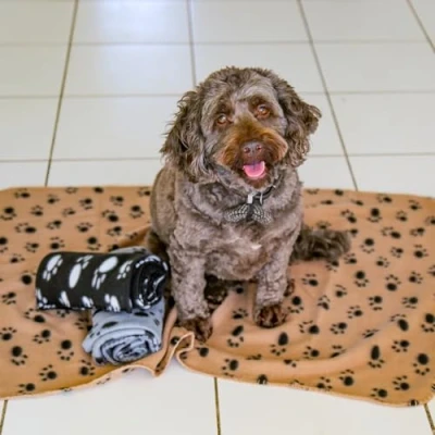 Image of DIGIFLEX Pack of 3 XL Soft Dog Cat Pet Fleece Blankets, Extra Large Plush Throws, Beige, Grey and Black, Blanket, Washable 140cm x 100cm