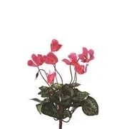 Image of Floralsilk 25cm Artificial mini Cyclamen Pink