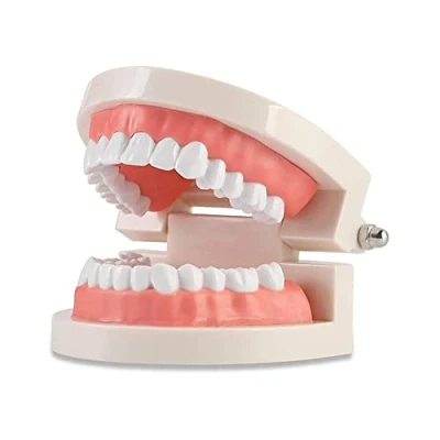 Image of WANGCL Teeth Dental Demonstration Model Tooth Anatomical for Teaching or Oral Care