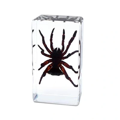 Image of Rainbow_Road Real Insect Spider Specimen Science Classroom Taxidermy Resin Desk Paperweight Articulated for Education (Cyclocosmia ricketti)