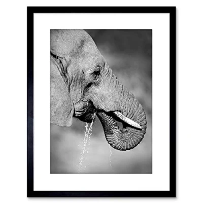 Image of Wee Blue Coo PHOTO AFRICAN ELEPHANT DRINKING BLACK WHITE FRAMED PRINT F97X2637
