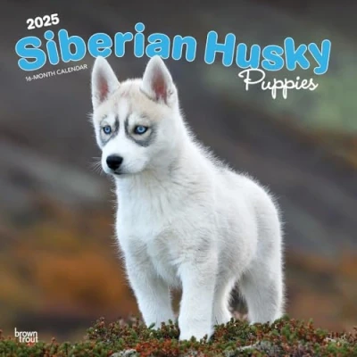 Image of Siberian Husky Puppies 2025 12 x 24 Inch Monthly Square Wall Calendar Plastic Free BrownTrout Animal Dog Breeds