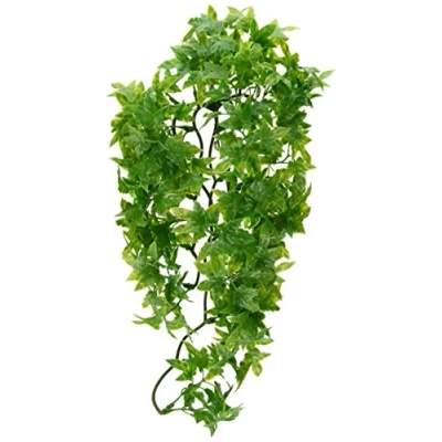 Image of zoomed Zoo Med BU 22 Congo Ivy, Medium