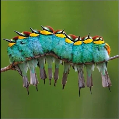 Image of Photographic Greeting Card (WDM 429170) Birthday/Blank Nine European Bee Eaters On A Branch from The RSPB Range Suitable for Birthdays &amp; Other s