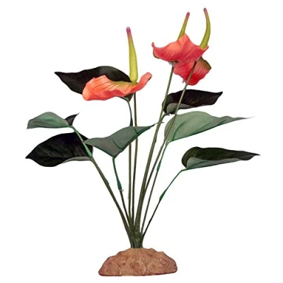 Image of Komodo Anthurium Bush, 29 cm