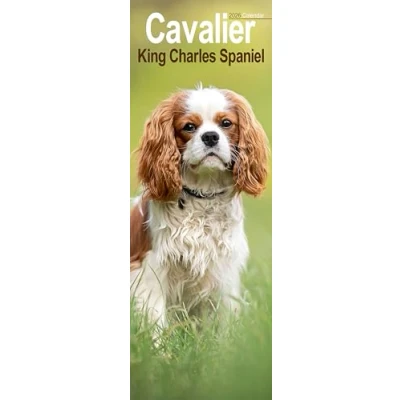 Image of Cavalier King Charles Spaniel Slim Calendar 2026