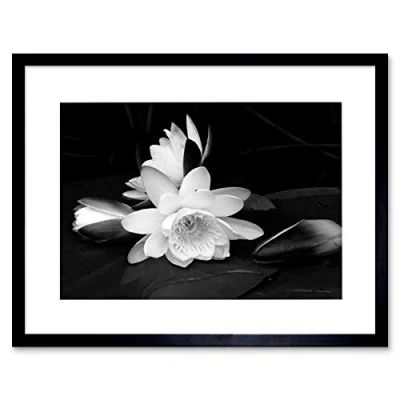 Image of Wee Blue Coo WHITE FLOWER BLOOM BLACK BACKGROUND FRAMED ART PRINT PICTURE B12X9435