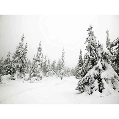 Image of Wee Blue Coo Photography Landscape Winter Scene Snow Forest Trees Art Print Poster Wall Decor 12X16 Inch