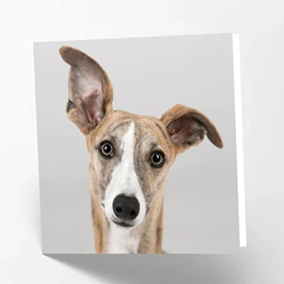 Image of Maturi Greyhound Dog Photographic Blank Birthday Greetings Card, 15.5 x cm
