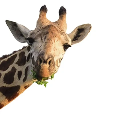 Image of dv_1138 Window Sticker Giraffe Static Adhesive DIN A3 Double Sided Children&#039;s Room Decoration Africa Animals Motif
