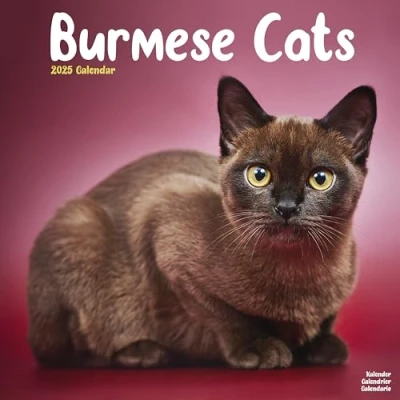 Image of Cats Burmese 2025 Square Wall Calendar Animal, Cat, Pet