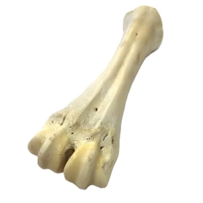Image of *New* White Shank Bone x 1 Natural Dog Treats Chews SLD